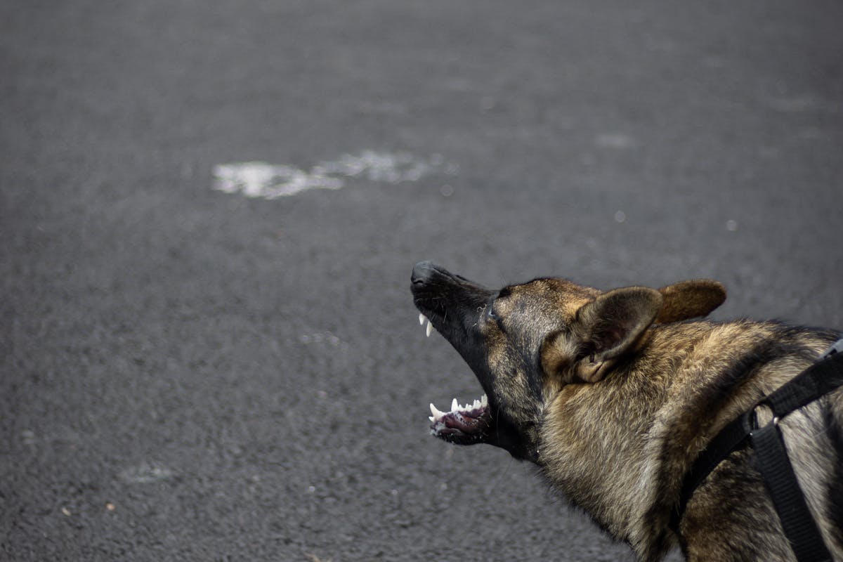 A Dog on a Road